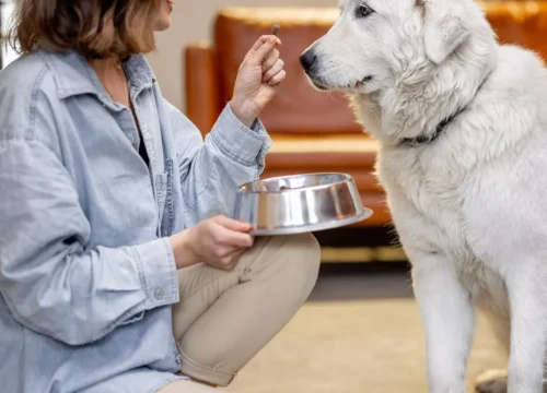 The Health Benefits of Freeze-Dried Dog Treats for your Pet